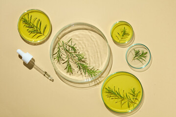 Natural ingredients research with tea tree leaves contained inside several petri dishes with liquid...