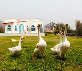 Geese on green grass in front of a luxury villa, surrounded by nature.