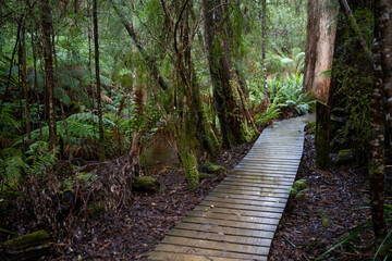 toddler hiking in the forest in winter wearing a beanie, walking on a trail in the australian bush. child exploring in nature and studying the environment and learning 