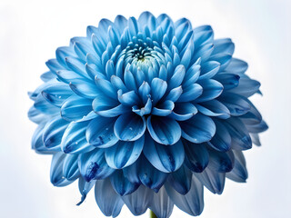 Obraz premium Blue chrysanthemum. Flower on a white isolated background with clipping path. For design. Closeup. Nature.