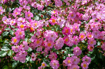 Blossom of pink rose rosehips flowers growing in public gardens in Bordeaux, France in sunny day.