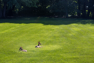A pair of young spotted white-tailed deer fawns relaxing in an open grass lawn with morning light