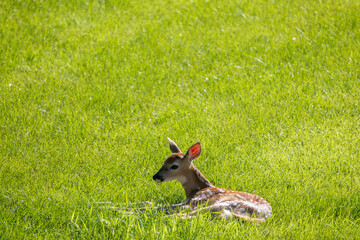 A solitary young spotted white-tailed deer fawn relaxing in an open grass lawn with morning light
