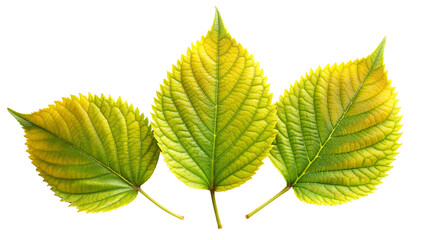 Green Rustic Leaves on Transparent Background - Botanical Illustration