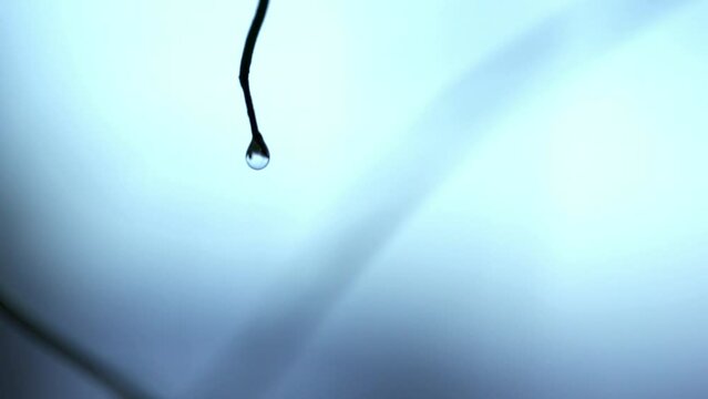 ツルの先に付いた雨粒