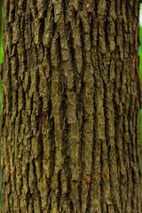 Naklejka premium tree