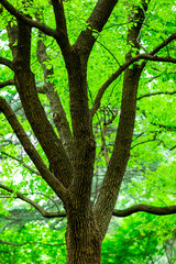 Fototapeta premium tree in the forest