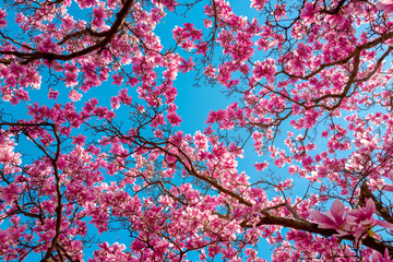 Blossom magnolia flower. Magnolia flowers. Spring background.