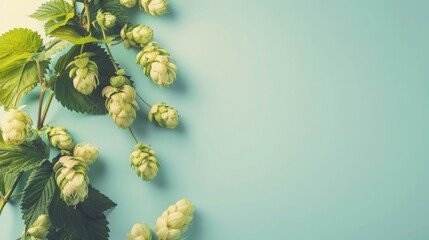 Hop sprig with cones on soft colored backdrop with empty area