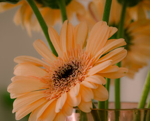 orange gerber daisy