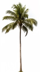 Isolated Lush Coconut Palm Tree on White Background, Tropical Symbol of Paradise and Vacation