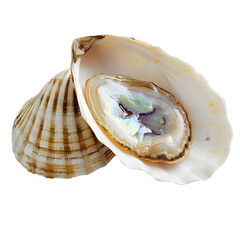Naklejka premium [Transparent Background PNG]Open Scallop Shell with Agate Slice
