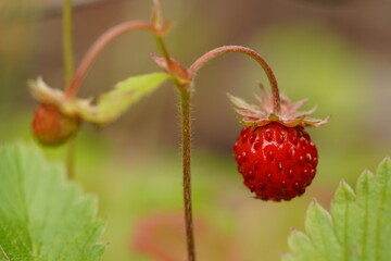 ナワシロイチゴ
