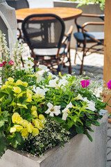 summer flowers on the terrace
