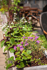 summer flowers on the terrace
