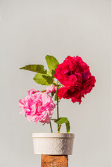 fresh roses in the vase