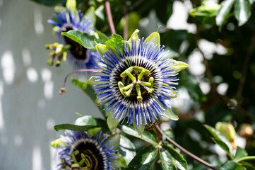 Garten, Cannabis, Blumen, Pflanzen, Blüten, Gärtnern