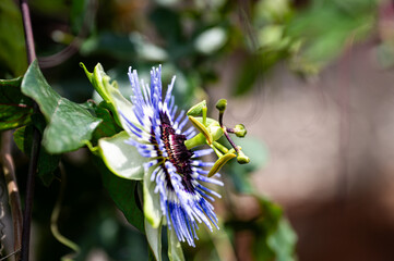 Garten, Cannabis, Blumen, Pflanzen, Blüten, Gärtnern