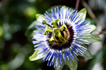 Garten, Cannabis, Blumen, Pflanzen, Blüten, Gärtnern
