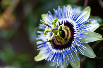 Garten, Cannabis, Blumen, Pflanzen, Blüten, Gärtnern