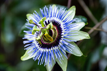 Garten, Cannabis, Blumen, Pflanzen, Blüten, Gärtnern
