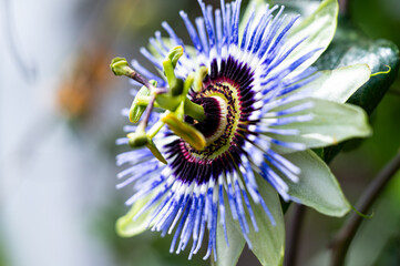 Garten, Cannabis, Blumen, Pflanzen, Blüten, Gärtnern