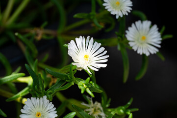 Garten, Cannabis, Blumen, Pflanzen, Blüten, Gärtnern