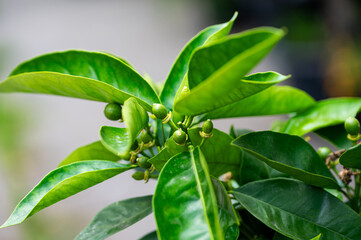 Garten, Cannabis, Blumen, Pflanzen, Blüten, Gärtnern