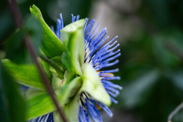 Garten, Cannabis, Blumen, Pflanzen, Blüten, Gärtnern