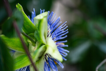 Garten, Cannabis, Blumen, Pflanzen, Blüten, Gärtnern