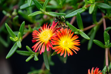 Garten, Cannabis, Blumen, Pflanzen, Blüten, Gärtnern