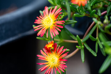 Garten, Cannabis, Blumen, Pflanzen, Blüten, Gärtnern