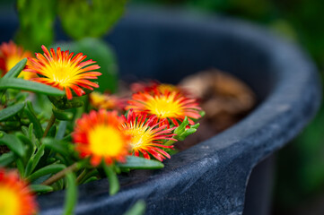 Garten, Cannabis, Blumen, Pflanzen, Blüten, Gärtnern