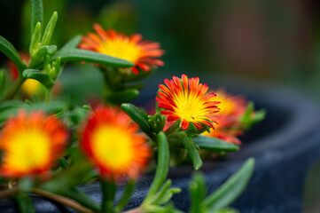 Garten, Cannabis, Blumen, Pflanzen, Blüten, Gärtnern