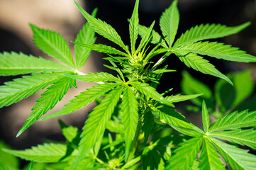 Garten, Cannabis, Blumen, Pflanzen, Blüten, Gärtnern