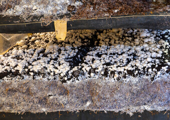 Growing of white champignons mushrooms, mycelium grow from compost into casing on organic farm in...