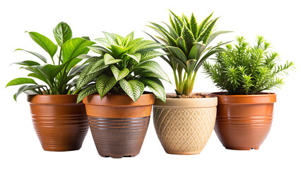Set of Beautiful Potted Plants Isolated on Transparent Background