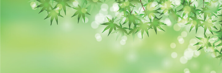 もみじ　葉　暑中見舞い　背景