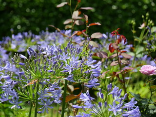 アガパンサスの花