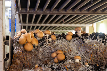 Growing of brown champignons mushrooms, mycelium grow from compost into casing on organic farm in Netherlands, food industry in Europe