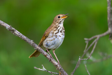 A Hermit Thrush Singing near Atlanta, Michigan.