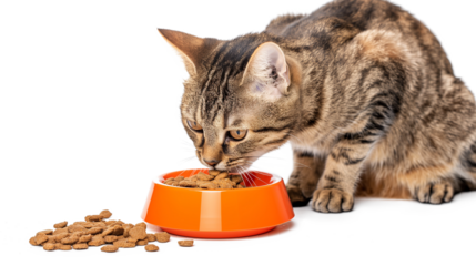 Cat sits on the Windowsill and eats Dry Food. Tabby Kitten eating from an orange Bowl isolated on a transparent background