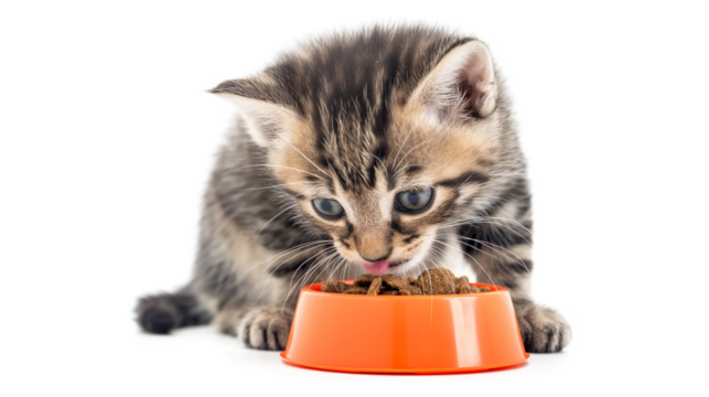 Cat sits on the Windowsill and eats Dry Food. Tabby Kitten eating from an orange Bowl isolated on a transparent background