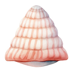 Seashell 