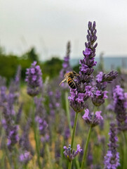 Close-up of a bee on a branch of lavender flower (Lavandula angustifolia) in a lavender field in Provence, France
