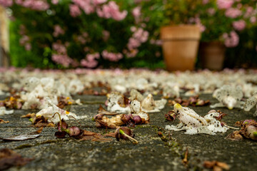 Many fallen leaves and petals on the garden terrace after a thunderstorm. Oleander bushes in the background. Close-up 