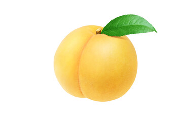 黄金桃のイラスト リアル 白バック