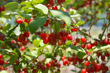 Ripe Autumn Olive Berries (Elaeagnus Umbellata) growing on a branch . oleaster