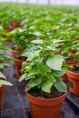 Young plants of aromatic Thai basil herb in greenhouse, cultivation of eatable plants and flowers, decoration for exclusive dishes in premium gourmet restaurants