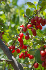 Ripe Autumn Olive Berries (Elaeagnus Umbellata) growing on a branch . oleaster